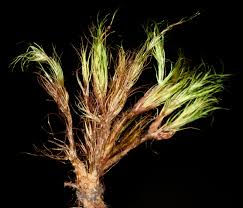 Attēlu rezultāti vaicājumam “Dicranodontium denudatum”