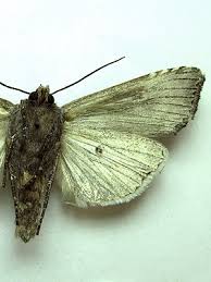 Attēlu rezultāti vaicājumam “Lithomoia solidaginis”