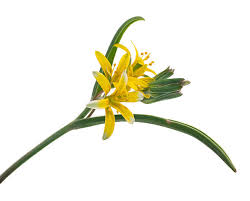 Attēlu rezultāti vaicājumam “Gagea lutea”