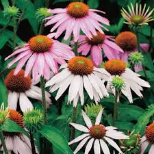 Attēlu rezultāti vaicājumam “Calamagrostis purpurea flower”