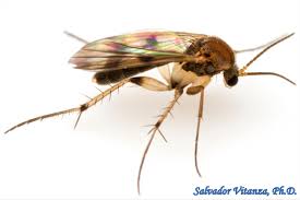 Attēlu rezultāti vaicājumam “Mycetophilidae”