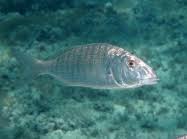 Image result for Lithognathus mormyrus