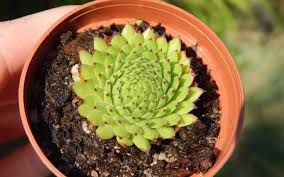 Attēlu rezultāti vaicājumam “Jovibarba globifera bud”