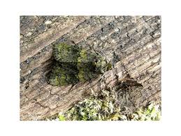 Attēlu rezultāti vaicājumam “Craniophora ligustri imago”