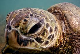 Image result for Chelonia mydas