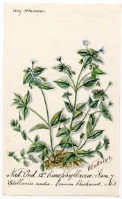 Attēlu rezultāti vaicājumam “Stellaria alsine”