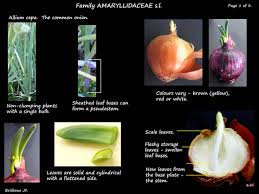 Attēlu rezultāti vaicājumam “Allium cepa”