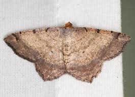 Attēlu rezultāti vaicājumam “Macaria alternata”