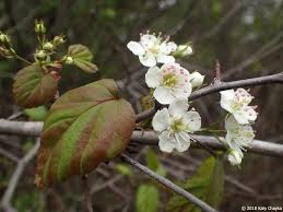 Attēlu rezultāti vaicājumam “Crataegus x macrocarpa”