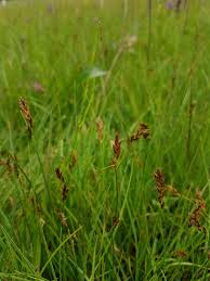 Attēlu rezultāti vaicājumam “Blysmus compressus leaf”