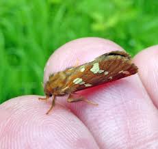 Attēlu rezultāti vaicājumam “Phymatopus hecta”