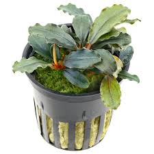 Risultati immagini per bucephalandra pinoh red stem