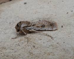 Attēlu rezultāti vaicājumam “Agrotis ripae larva”