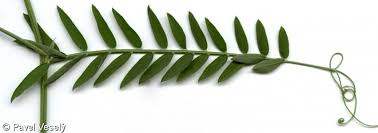 Attēlu rezultāti vaicājumam “Vicia cracca fruit”