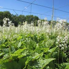 Attēlu rezultāti vaicājumam “Bayeriola thymicola”