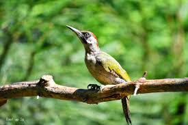 Attēlu rezultāti vaicājumam “Picus viridis”