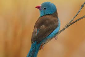 Image result for Bird