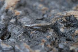 Attēlu rezultāti vaicājumam “Ypsolopha parenthesella”