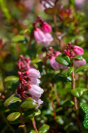 Attēlu rezultāti vaicājumam “Vaccinium vitis-idaea flower”