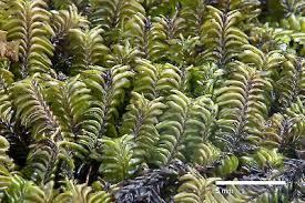 Attēlu rezultāti vaicājumam “Plagiochila porelloides sporophyte”