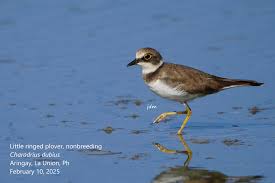 Attēlu rezultāti vaicājumam “Charadrius dubius adult”