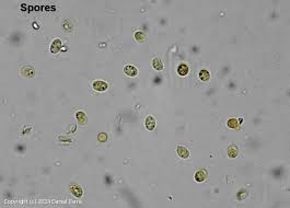 Attēlu rezultāti vaicājumam “Oxyporus corticola”