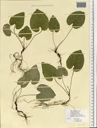 Attēlu rezultāti vaicājumam “Viola uliginosa”