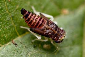 Attēlu rezultāti vaicājumam “Cicadellidae”