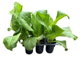 Image result for Zichorie