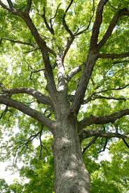 Attēlu rezultāti vaicājumam “Quercus”