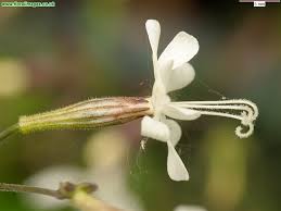 Attēlu rezultāti vaicājumam “Silene nutans”