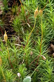 Attēlu rezultāti vaicājumam “Polytrichum formosum”