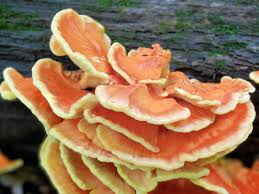 Attēlu rezultāti vaicājumam “Laetiporus sulphureus”
