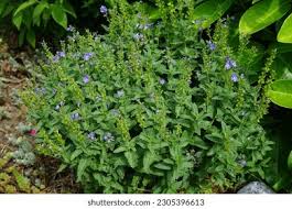 Attēlu rezultāti vaicājumam “Veronica austriaca subsp. teucrium leaf”