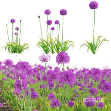 Attēlu rezultāti vaicājumam “Allium holandicum”