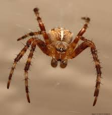 Attēlu rezultāti vaicājumam “Araneus diadematus”