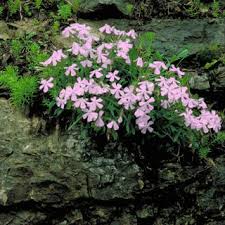Image result for Silene schafta