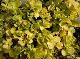 Attēlu rezultāti vaicājumam “Lysimachia nummularia”