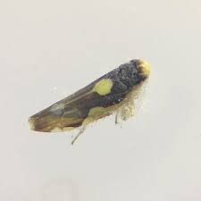 Attēlu rezultāti vaicājumam “Eupteryx vittata”