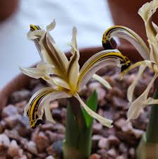 Attēlu rezultāti vaicājumam “Iris rosenbachiana flower”
