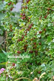 Attēlu rezultāti vaicājumam “Ribes uva-crispa flower”