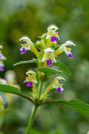 Attēlu rezultāti vaicājumam “Galeopsis speciosa”