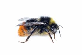 Attēlu rezultāti vaicājumam “Bombus lapidarius”