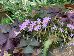 Attēlu rezultāti vaicājumam “Oxalidaceae”