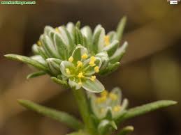 Attēlu rezultāti vaicājumam “Scleranthus perennis”