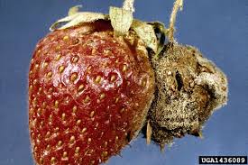 Attēlu rezultāti vaicājumam “Trichia botrytis var. cerifera spores”