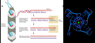 Image result for the end of the t-loop structure