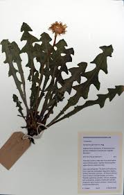 Attēlu rezultāti vaicājumam “Taraxacum officinale aggr.”