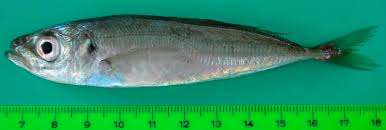 Image result for Trachurus trachurus