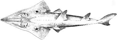 Image result for Glaucostegus cemiculus